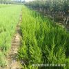 1-2年龍柏大量供應(yīng) 常綠型龍柏價格實惠 帶土球發(fā)貨