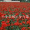 全國(guó)大量供應(yīng)耐寒宿根花卉多年生草本花卉剪秋蘿適合花海工程綠化