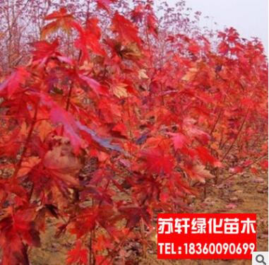 美國紅楓樹苗 行道樹綠化苗木 秋火焰日本紅楓 常綠喬木紅楓樹苗