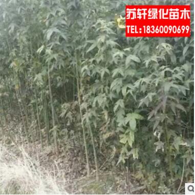 綠化小苗 行道樹 青楓樹苗 規(guī)格齊全 工程綠化