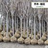 櫻花樹 日本櫻花樹苗 日本晚櫻 櫻花小苗 晚櫻綠化苗木常綠喬木