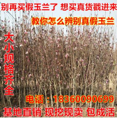 玉蘭苗 常綠喬木批發 紫玉蘭工程樹1-5公分直徑綠化苗木