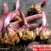 百合花 產地貨源批發 香水百合 大號種球 各種花卉種球 百合種球