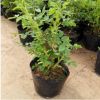 四季玫瑰花苗 大花馬士革 盆栽花卉 觀花植物 四季開花 綠化苗木