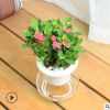 海棠花花卉觀花盆栽水培植物室內重瓣長壽花水養客廳四季金枝玉葉