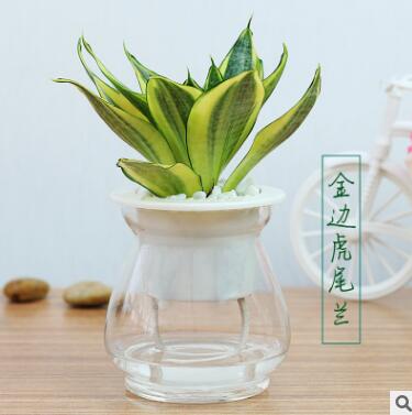 金邊虎皮蘭盆栽花卉多肉水培虎尾蘭臥室內宿舍陽臺客廳水養植物