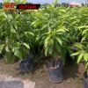 批發庭院觀花植物小苗 白蘭花小苗 街道綠化 園林美化植物 規格全