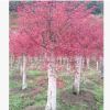 大量供應(yīng)盆景紅楓 紅楓苗木 四季紅紅楓 現(xiàn)挖現(xiàn)賣