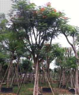 精品鳳凰木，鳳凰木移植苗袋苗基地供應(yīng) 全冠鳳凰木 精品紅花楹