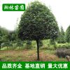 基地直銷桂花樹八月桂花綠化丹桂 八月桂花樹批發桂花樹20-25公分