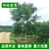 苗木基地供應12-14公分欒樹 樹形優美 行道風景樹 規格齊全