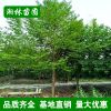 基地直銷綠化苗木 樂昌含笑 規格齊全 樂昌含笑小苗批發貨源充足