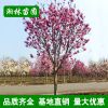 紫玉蘭基地 批發5 6 7 8 9 10公分紫玉蘭 各種規格紫玉蘭樹苗