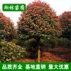 供應綠化苗木 紅葉石楠 紅葉石楠球 獨桿紅葉石楠 規格齊全