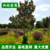 批發廣玉蘭 精品造型庭院植物廣玉蘭樹苗庭院花卉苗木 基地直銷