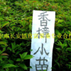 低價供應1-2年生香樟樹苗