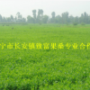 保本供應：嫁接桑樹苗