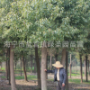 海寧苗木20公分香樟 園林綠化 行道樹(shù) 綠化樟樹(shù)