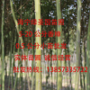 海寧苗木 香樟樹(shù)苗 5公分香樟 行道綠化 樟樹(shù)