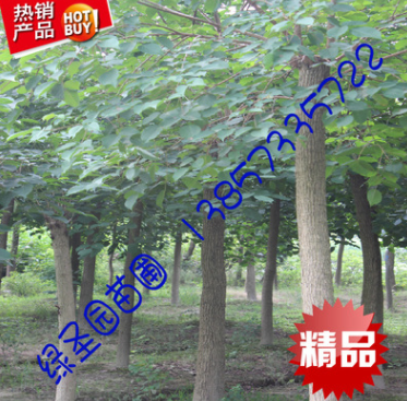 海寧 綠化苗 重陽(yáng)木 樹苗