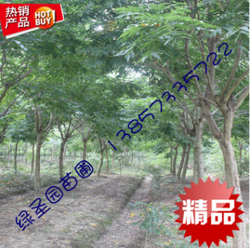海寧 一年生 0.8公分以上無(wú)患子 樹苗 工程綠化 苗圃種植