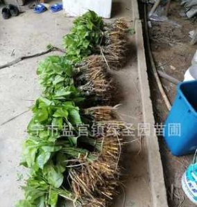 海寧綠圣園供應(yīng)嫁接桑樹 樹苗 果桑苗 農(nóng)桑 桑果苗 蠶桑樹木批發(fā)