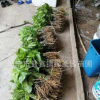 海寧綠圣園供應嫁接桑樹 樹苗 果桑苗 農桑 桑果苗 蠶桑樹木批發
