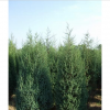 固安苗木種植基地北京檜柏