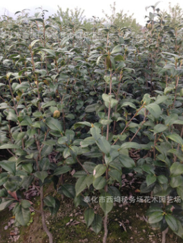 茶花苗 茶花小苗 耐冬 茶樹苗 2公分 工程綠化苗