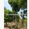 5 6 7 8 9 10 11公分 香樟樹(shù)苗 香樟苗 香樟小苗 園林綠化苗
