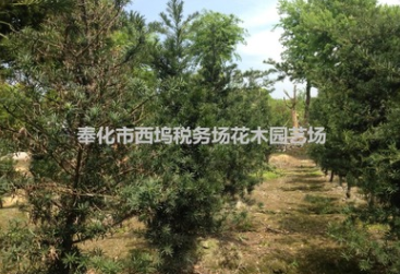 羅漢松未造型苗 工程綠化苗21 22 23 24公分羅漢松苗 園藝苗