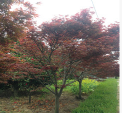 1-7公分紅楓苗