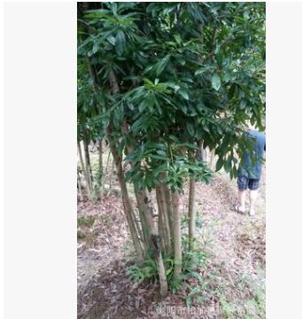 直銷，大叢生楊梅 移植苗價(jià)格實(shí)惠