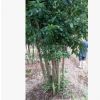 直銷，大叢生楊梅 移植苗價格實惠