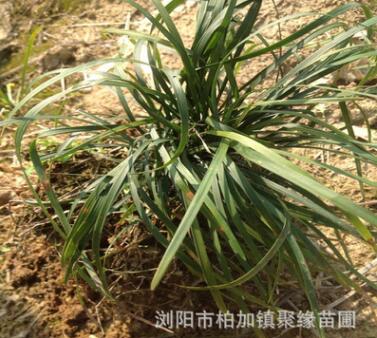 直銷 麥冬草 價(jià)格實(shí)惠歡迎前來(lái)考察