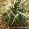 直銷 麥冬草 價格實惠歡迎前來考察