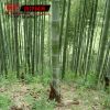 青竹苗 青皮竹子苗 四季常青 庭院綠化觀賞 3厘米粗