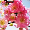 重瓣榆葉梅 叢生榆葉梅 庭院榆葉梅苗 優質榆葉梅2 3 5 8公分粗