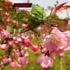 垂絲海棠樹苗 垂絲海棠小苗嫁接苗庭院植物 風景樹 當年開花