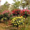 批發樹狀月季花 月季樹花苗 樹形月季 高檔樹樁當年開花3公分粗