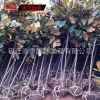 風景樹廣玉蘭樹 觀花綠化玉蘭苗批發 廣玉蘭苗 8-10-15公分粗