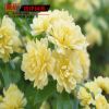 批發黃木香苗 爬藤花卉 墻體綠化苗木 攀援植物 庭院觀花