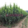 紅葉碧桃嫁接方法 供應1-5公分紅葉碧桃 供應紅葉碧桃