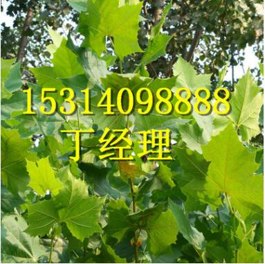 法桐苗價(jià)格 三年生法桐樹苗 嫁接法桐苗 法桐1-5公分 大苗