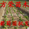 澤香葡萄苗青島大澤山基地批發(fā)價格便宜包郵新品種果樹苗提供技術(shù)
