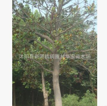 華寶苗木廣玉蘭樹苗1-25公分廣玉蘭小苗街道行道公園種植成活率高