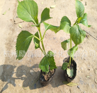 八仙花 無盡夏 繡球花盆栽 毛球 規格齊全 量大從優 綠化工程