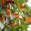 桂花樹苗 丹桂苗 庭院四季桂花苗 品種全獨桿價格低 紅桂花苗直銷