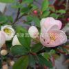 盆栽海棠花苗日本海棠白花（雙色）復色海棠紅花海棠