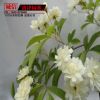 批發木香苗 爬藤花卉 墻體綠化苗木 攀援植物 庭院觀花